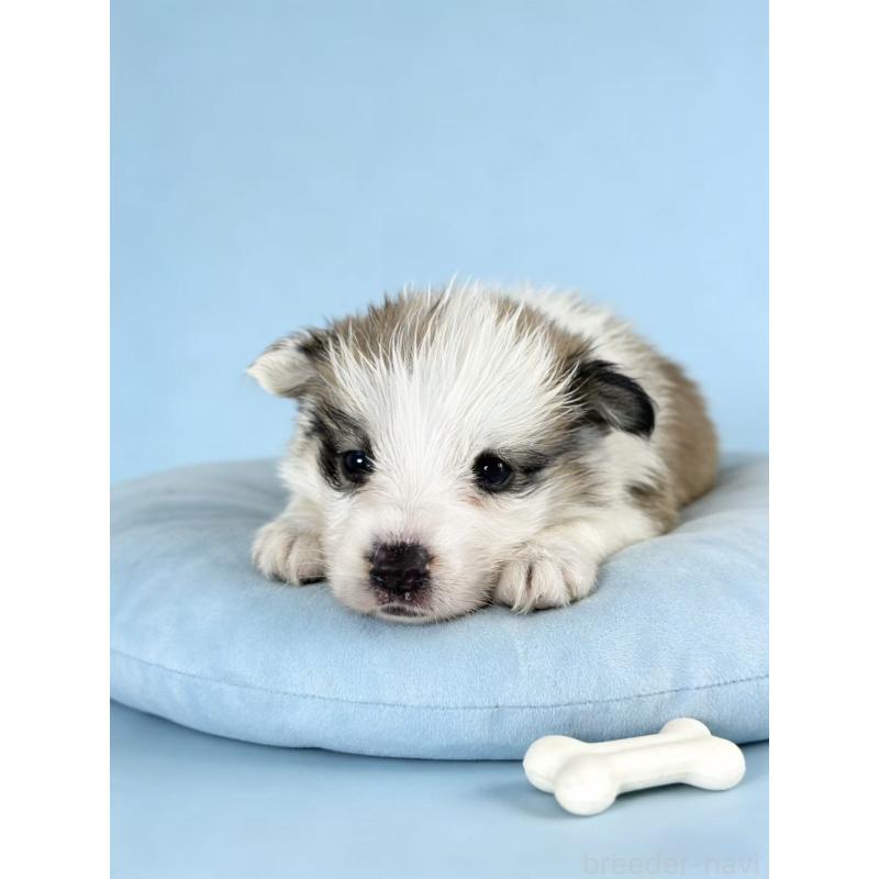 販売中の茨城県のウェルシュコーギーペンブローク-440706