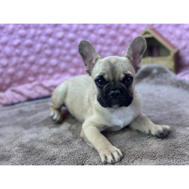 販売中の茨城県のフレンチブルドッグ-440707の8枚目