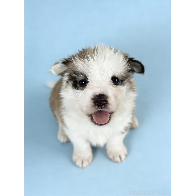 販売中の茨城県のウェルシュコーギーペンブローク-440706の4枚目