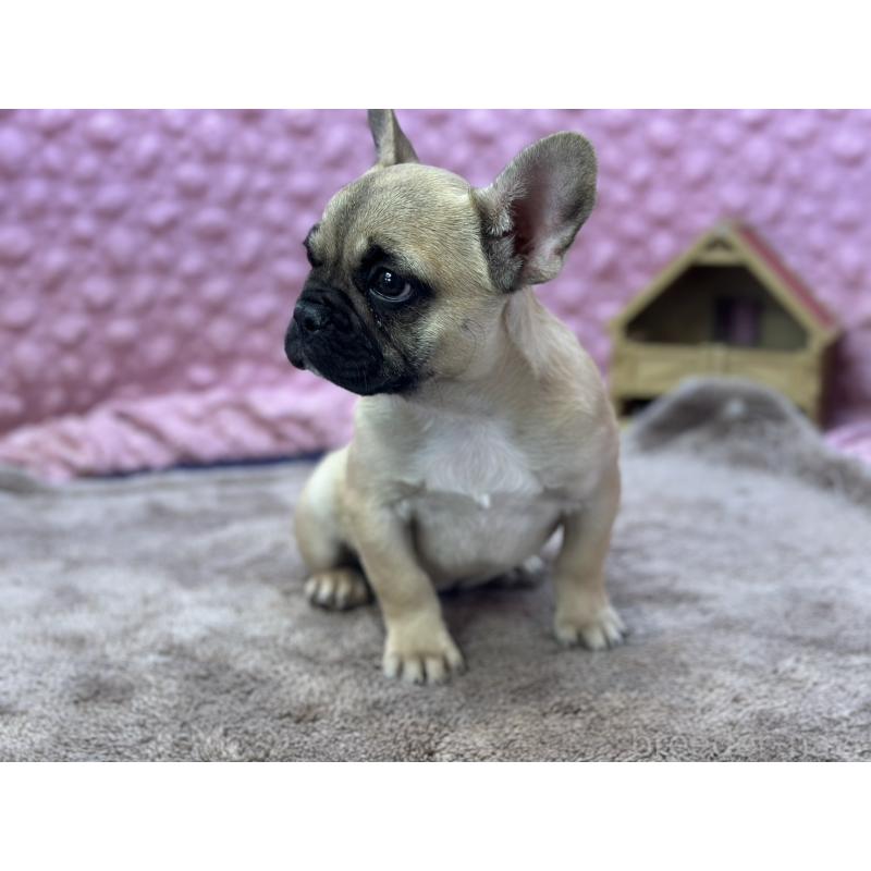 販売中の茨城県のフレンチブルドッグ-440707の7枚目