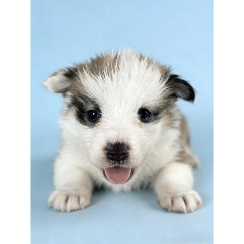 販売中の茨城県のウェルシュコーギーペンブローク-440706の3枚目