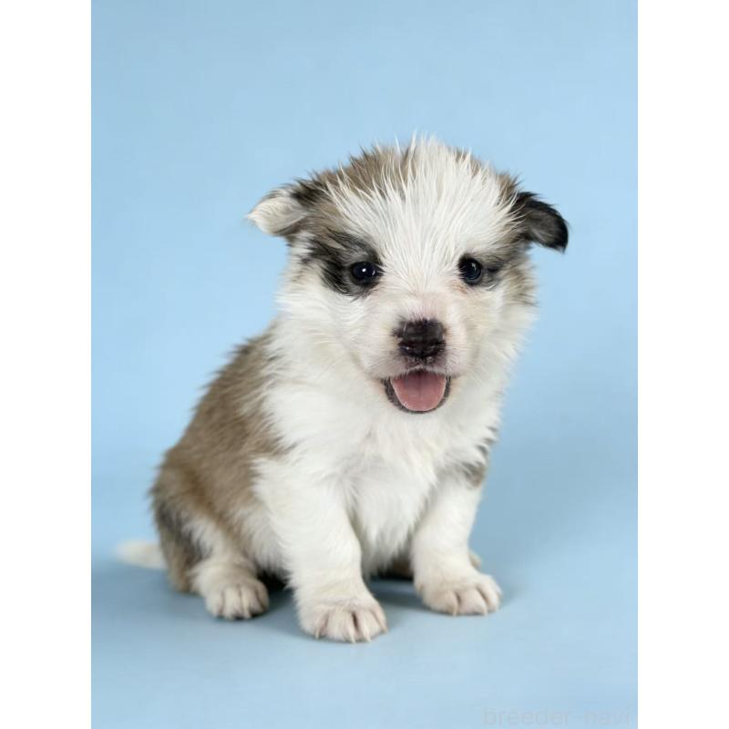 販売中の茨城県のウェルシュコーギーペンブローク-440706の2枚目