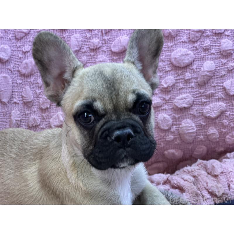 販売中の茨城県のフレンチブルドッグ-440707の5枚目