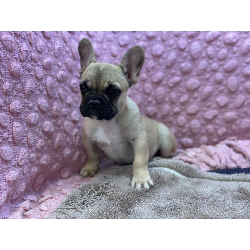 販売中の茨城県のフレンチブルドッグ-440707の6枚目