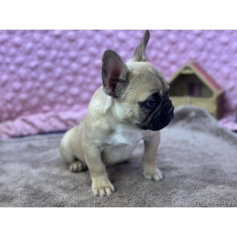 販売中の茨城県のフレンチブルドッグ-440707の4枚目