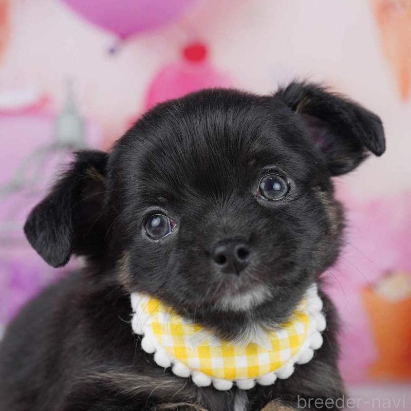 販売中の神奈川県のチワワ(ロングコート)-440711