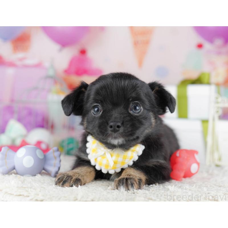 販売中の神奈川県のチワワ(ロングコート)-440711の12枚目