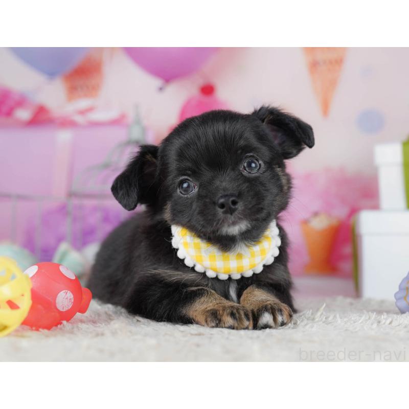 販売中の神奈川県のチワワ(ロングコート)-440711の10枚目