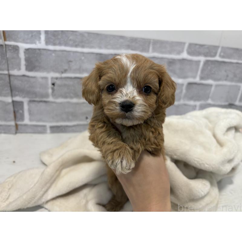 販売中の東京都のキャバプー:キャバリア×トイプードル-440708の8枚目