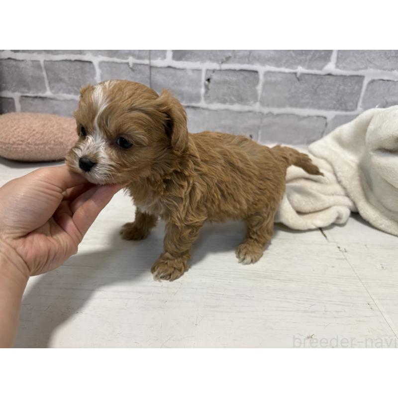 販売中の東京都のキャバプー:キャバリア×トイプードル-440708の6枚目