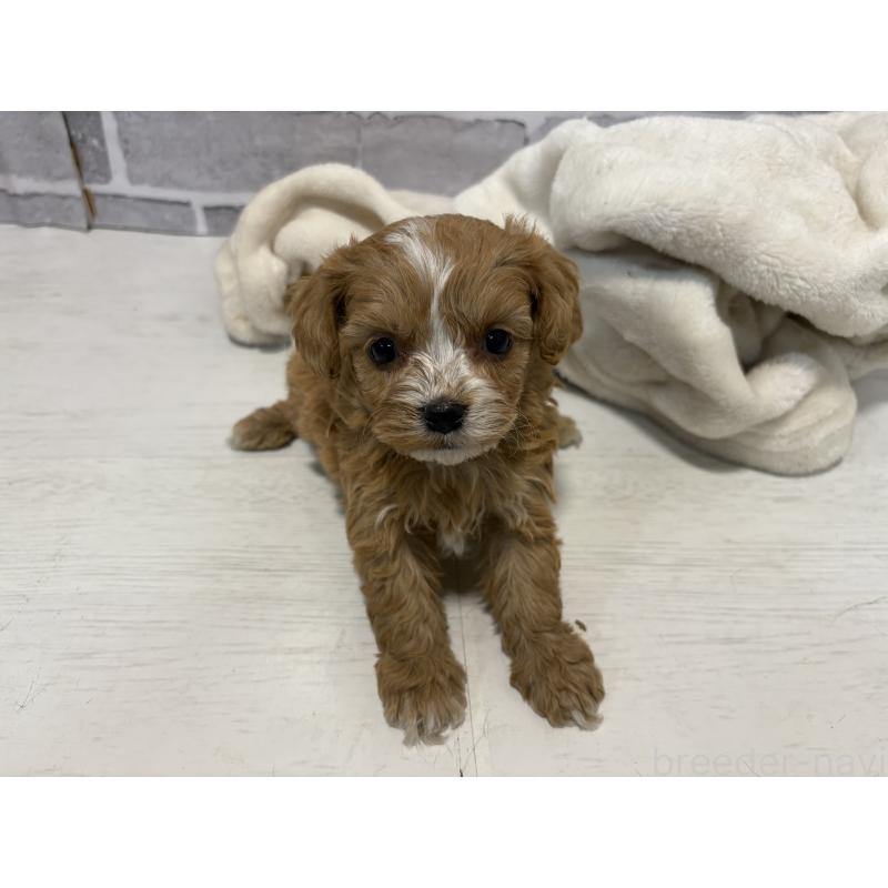 販売中の東京都のキャバプー:キャバリア×トイプードル-440708の4枚目