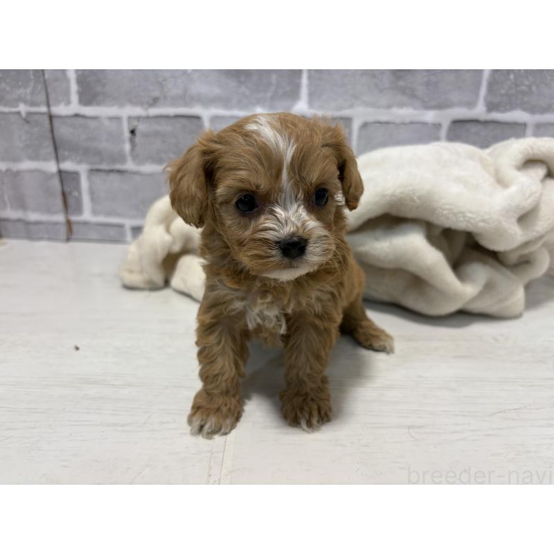 販売中の東京都のキャバプー:キャバリア×トイプードル-440708の3枚目