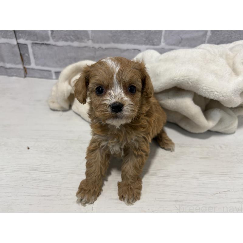 販売中の東京都のキャバプー:キャバリア×トイプードル-440708の2枚目