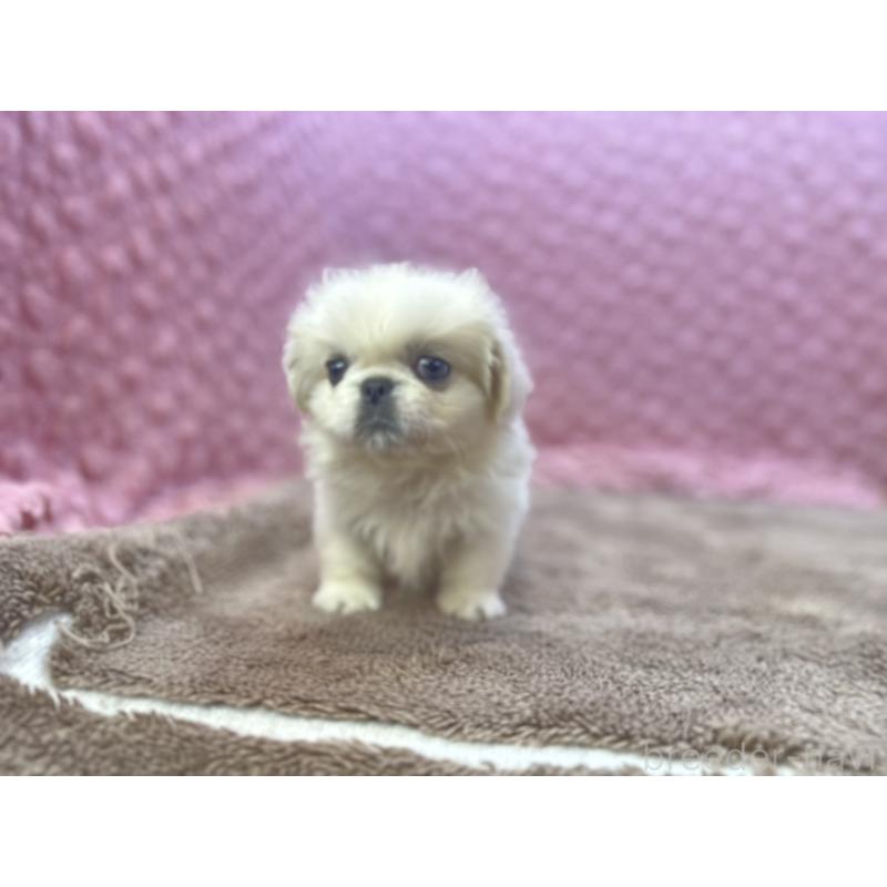 販売中の茨城県のペキニーズ-440712の11枚目