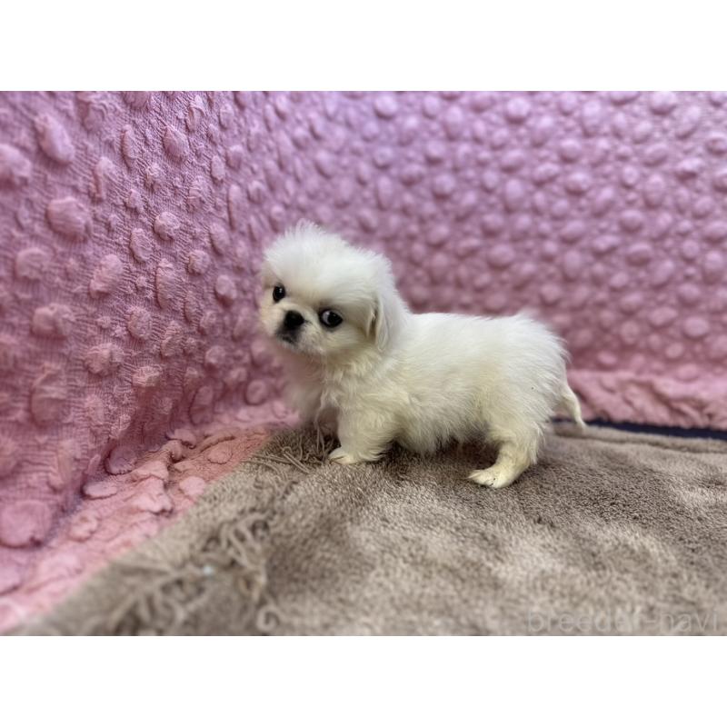 販売中の茨城県のペキニーズ-440712の10枚目