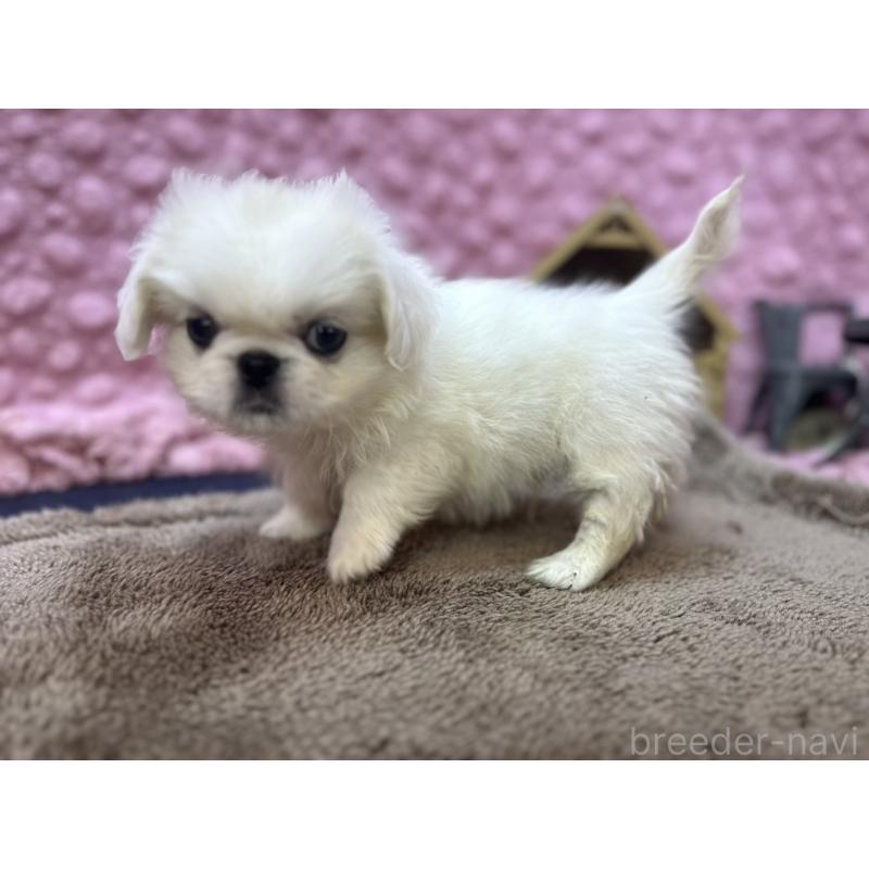 販売中の茨城県のペキニーズ-440712の9枚目