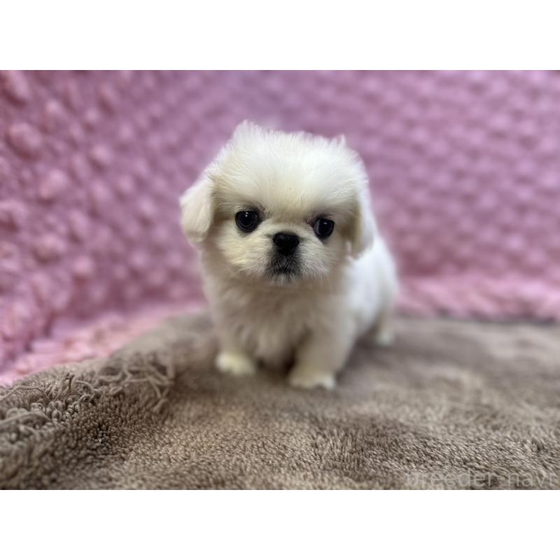 販売中の茨城県のペキニーズ-440712の8枚目