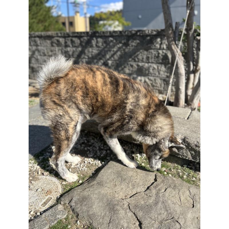 販売中の香川県の秋田犬-427255の2枚目