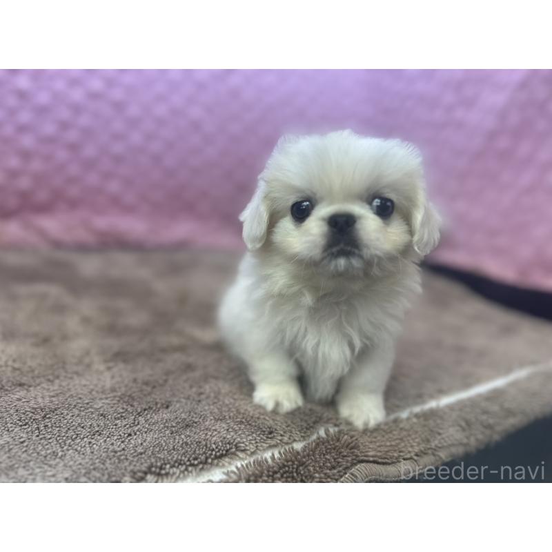 販売中の茨城県のペキニーズ-440712の7枚目