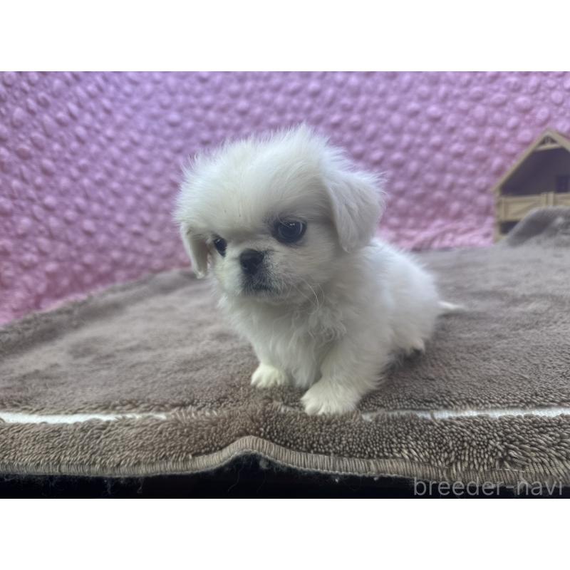 販売中の茨城県のペキニーズ-440712の6枚目