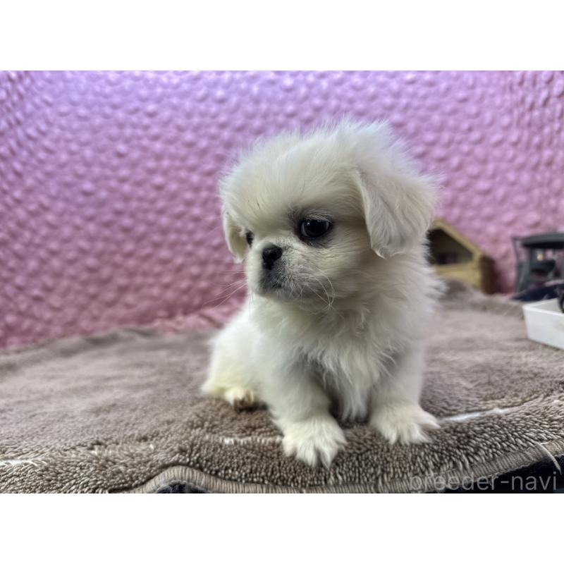 販売中の茨城県のペキニーズ-440712の1枚目