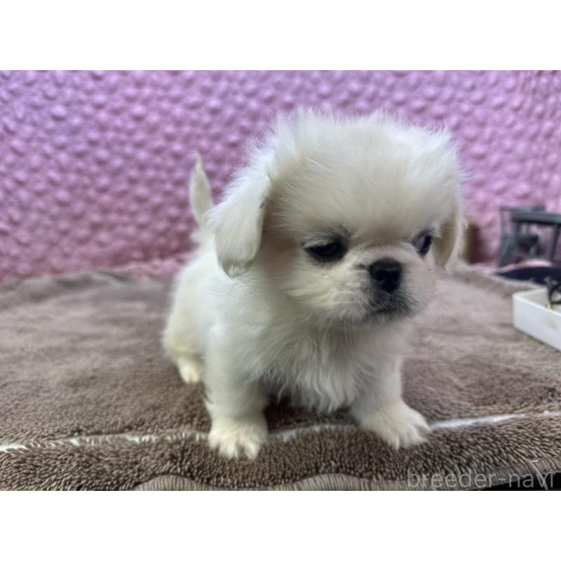 販売中の茨城県のペキニーズ-440712の5枚目