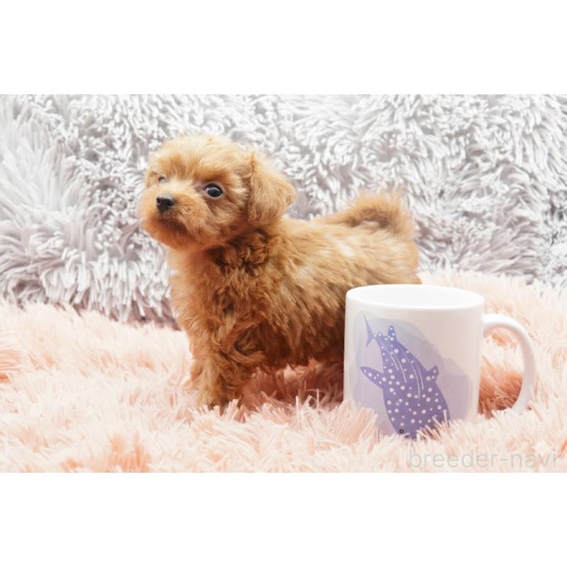 販売中の東京都のティーカッププードル-437625の8枚目