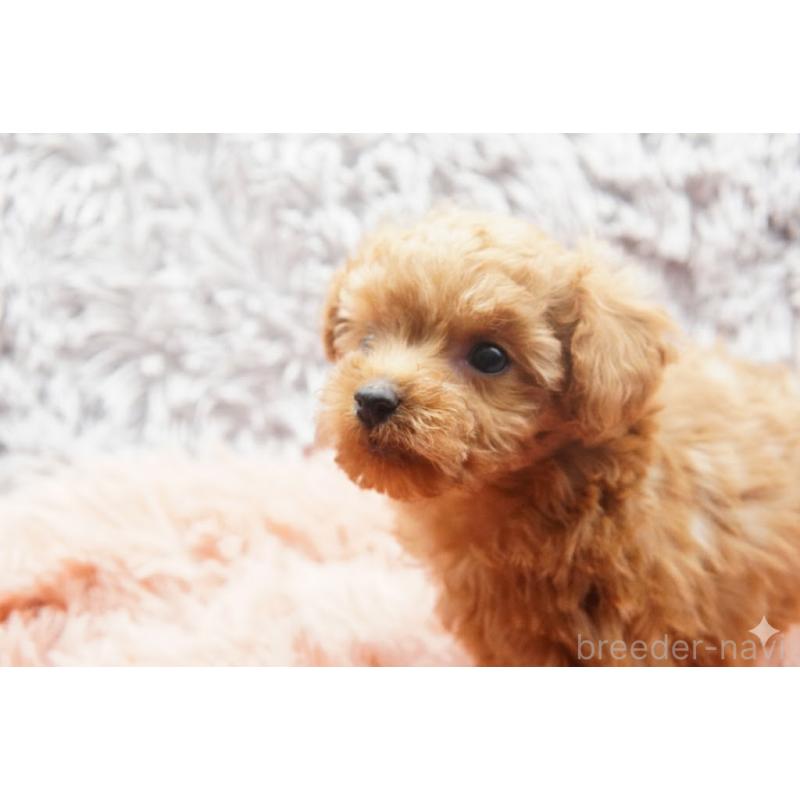 販売中の東京都のティーカッププードル-437625の7枚目