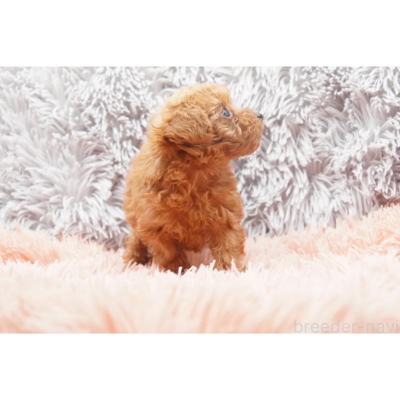 販売中の東京都のティーカッププードル-437625の6枚目