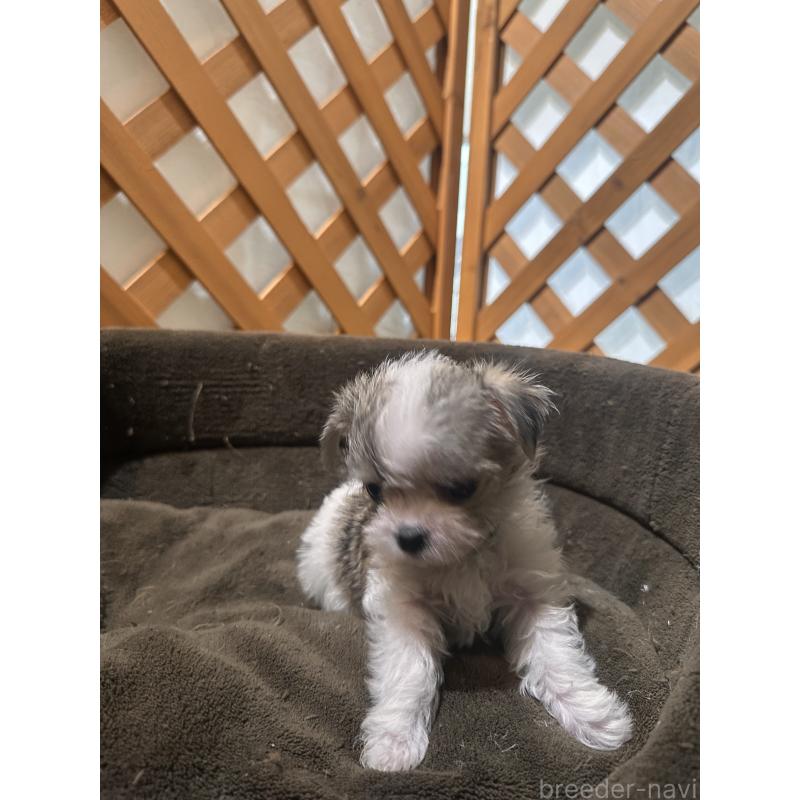 販売中の沖縄県のチワマル:チワワ×マルチーズ-440709の11枚目