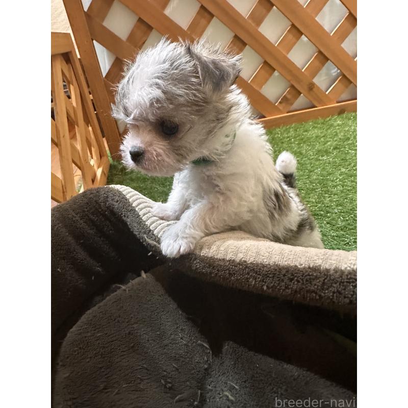 販売中の沖縄県のチワマル:チワワ×マルチーズ-440709の10枚目