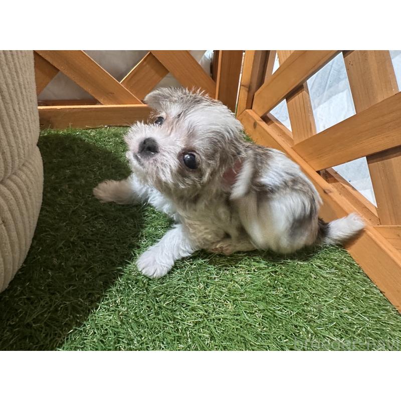 販売中の沖縄県のチワマル:チワワ×マルチーズ-440709の9枚目