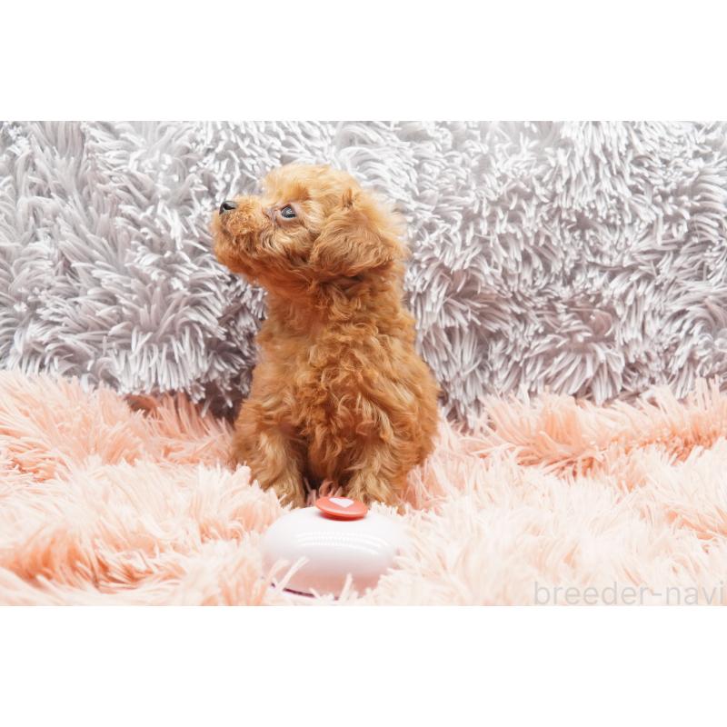 販売中の東京都のティーカッププードル-437625の5枚目