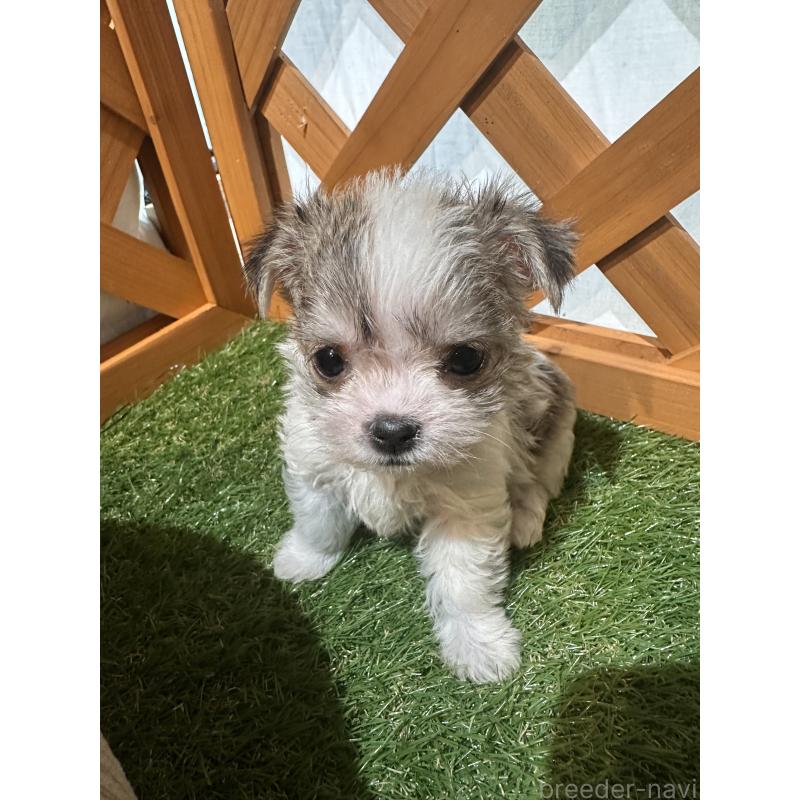 販売中の沖縄県のチワマル:チワワ×マルチーズ-440709の8枚目