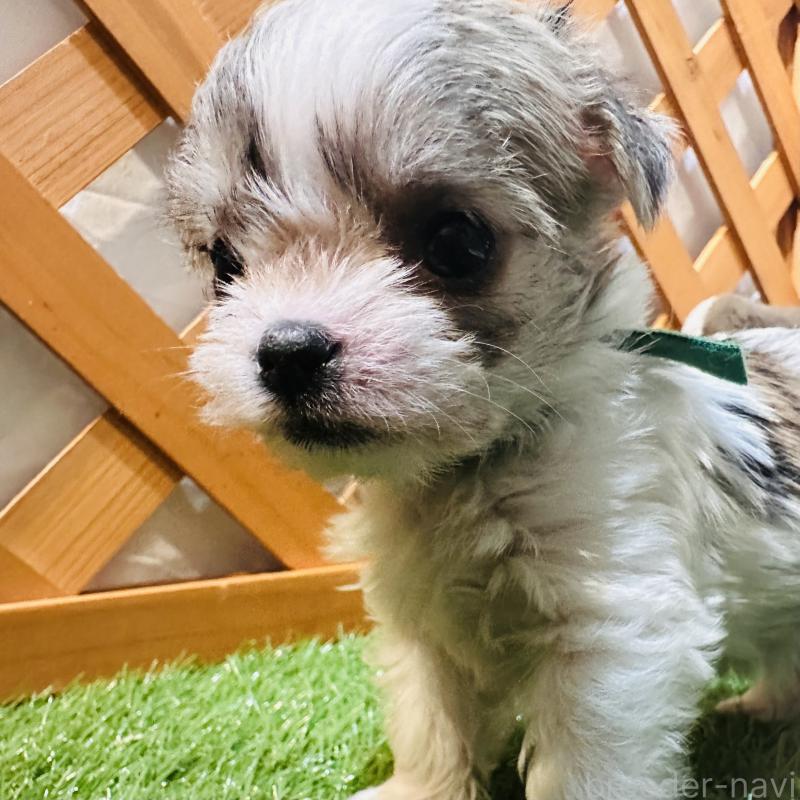 販売中の沖縄県のチワマル:チワワ×マルチーズ-440709の6枚目