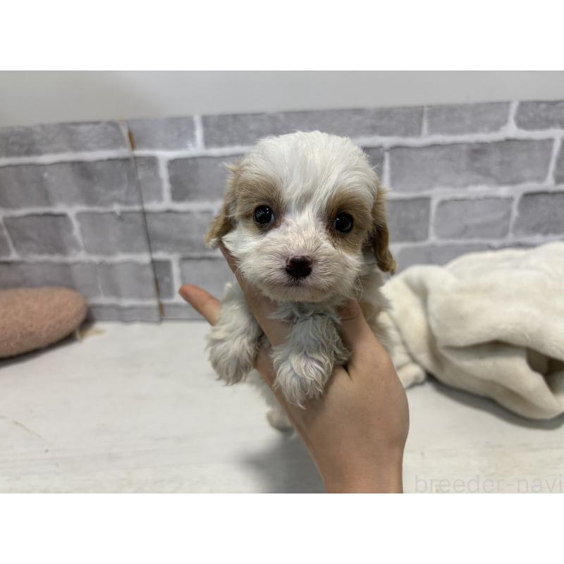 販売中の東京都のキャバプー:キャバリア×トイプードル-440710の6枚目