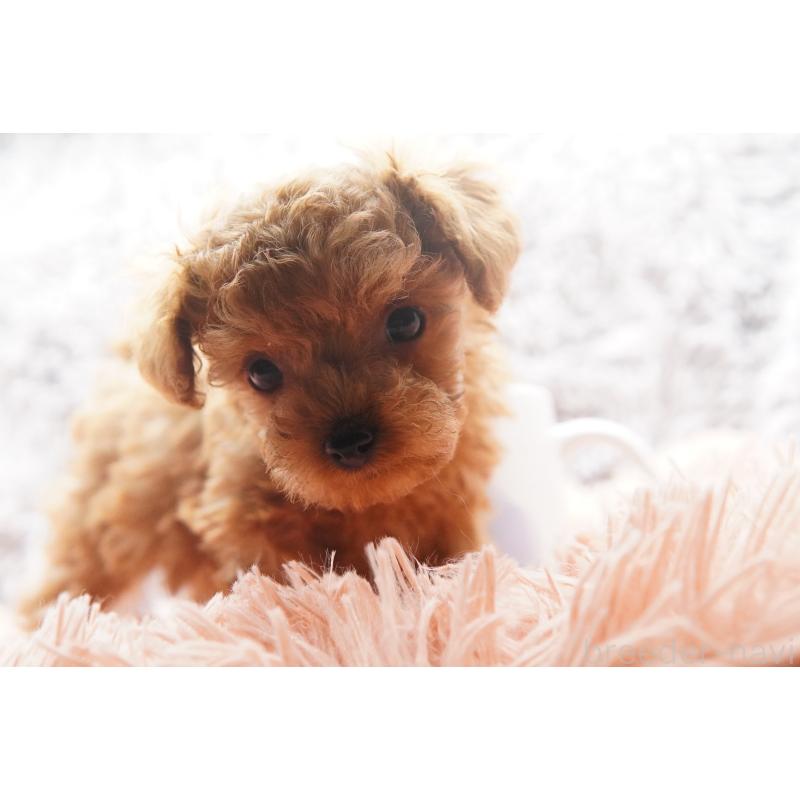 販売中の東京都のティーカッププードル-437625の4枚目