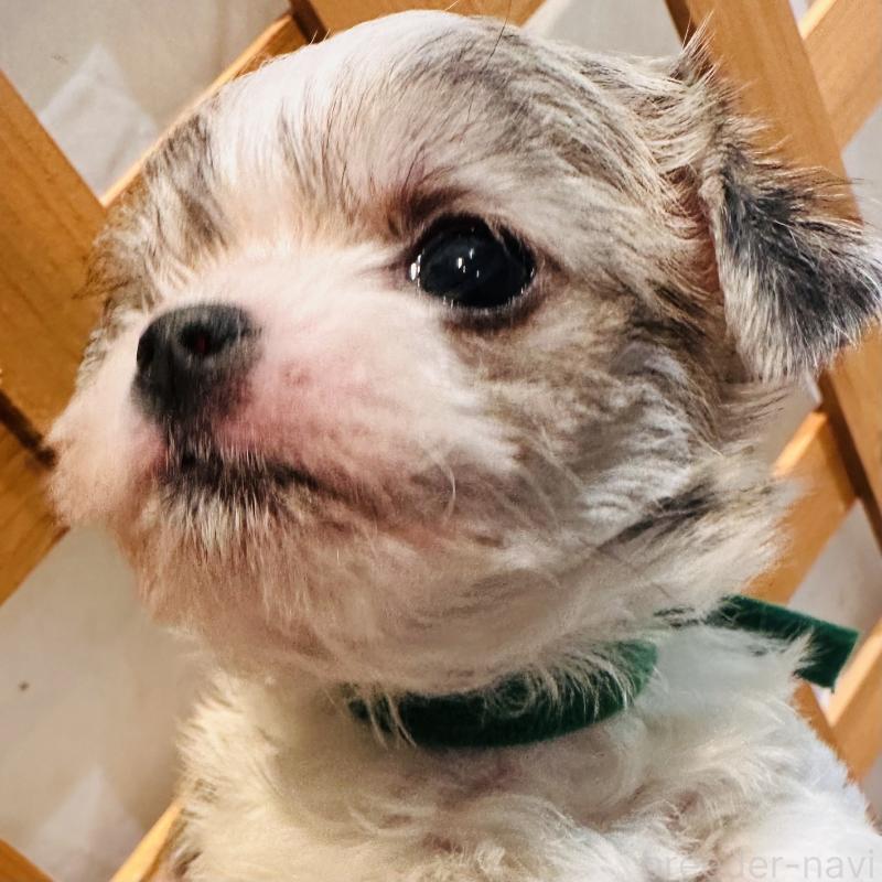 販売中の沖縄県のチワマル:チワワ×マルチーズ-440709の3枚目