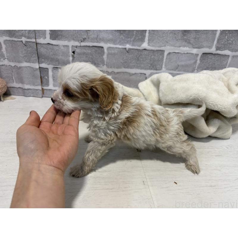 販売中の東京都のキャバプー:キャバリア×トイプードル-440710の5枚目