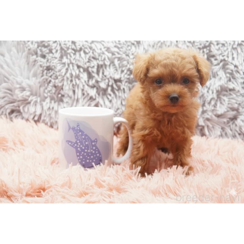 販売中の東京都のティーカッププードル-437625の3枚目