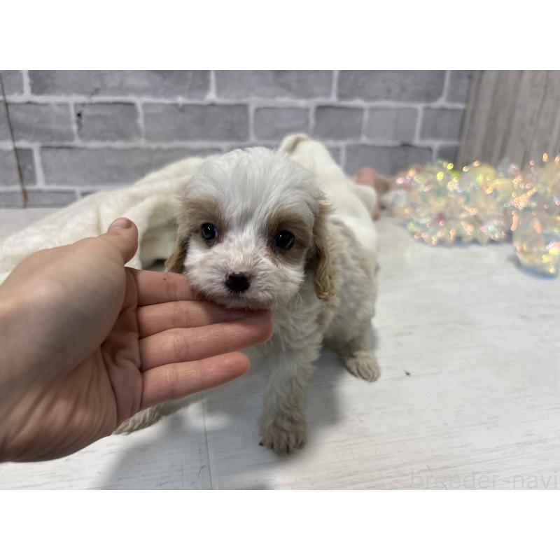 販売中の東京都のキャバプー:キャバリア×トイプードル-440710の3枚目