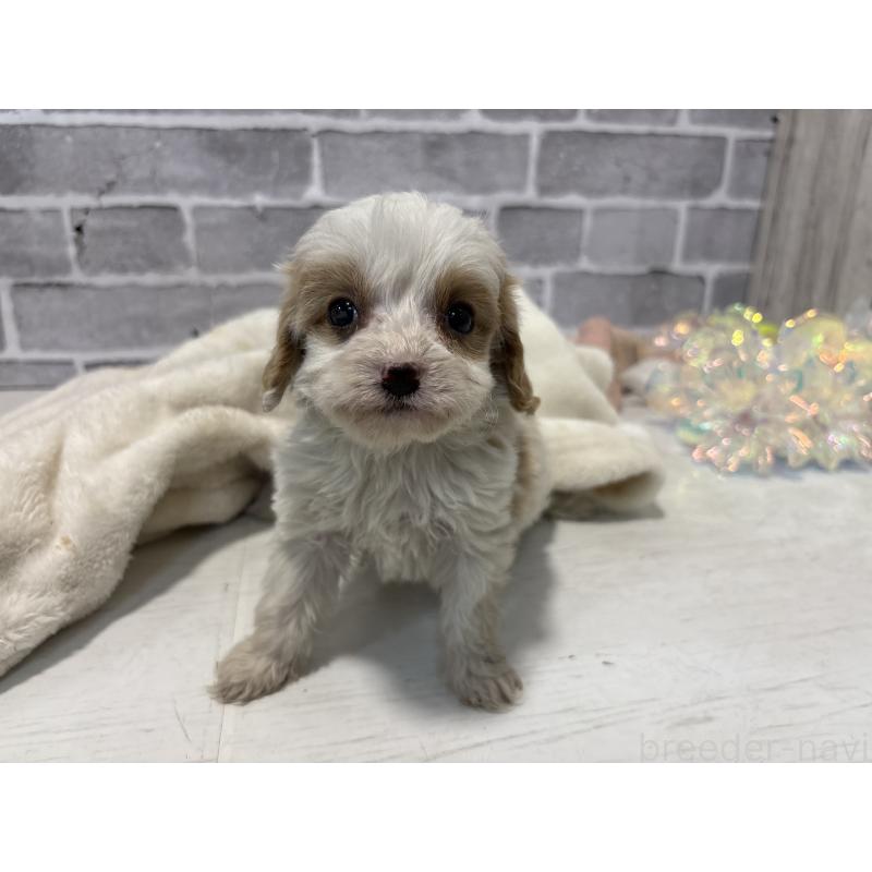 販売中の東京都のキャバプー:キャバリア×トイプードル-440710の2枚目