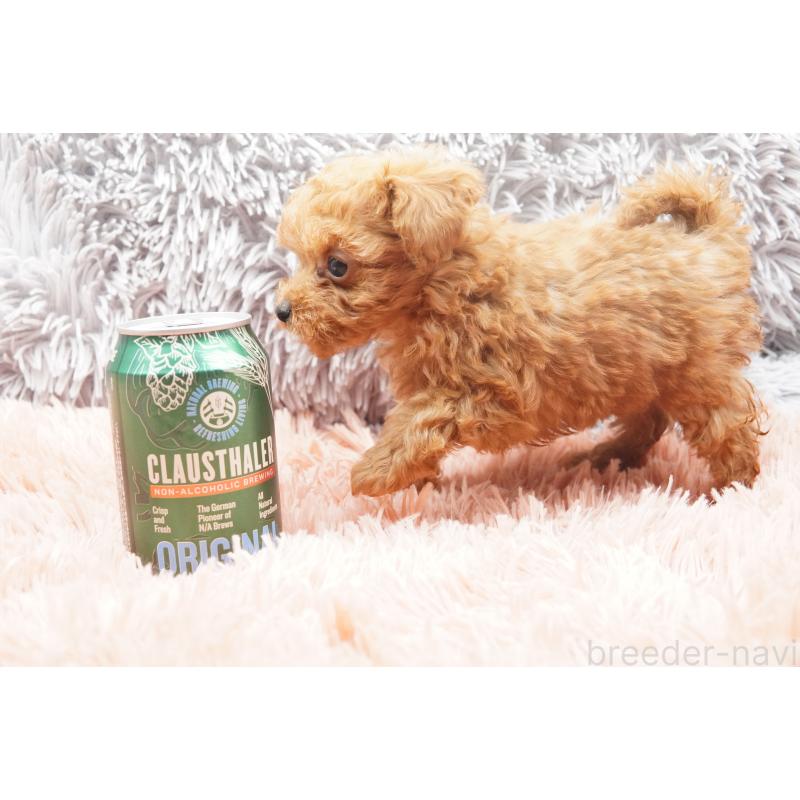 販売中の東京都のティーカッププードル-437625の2枚目