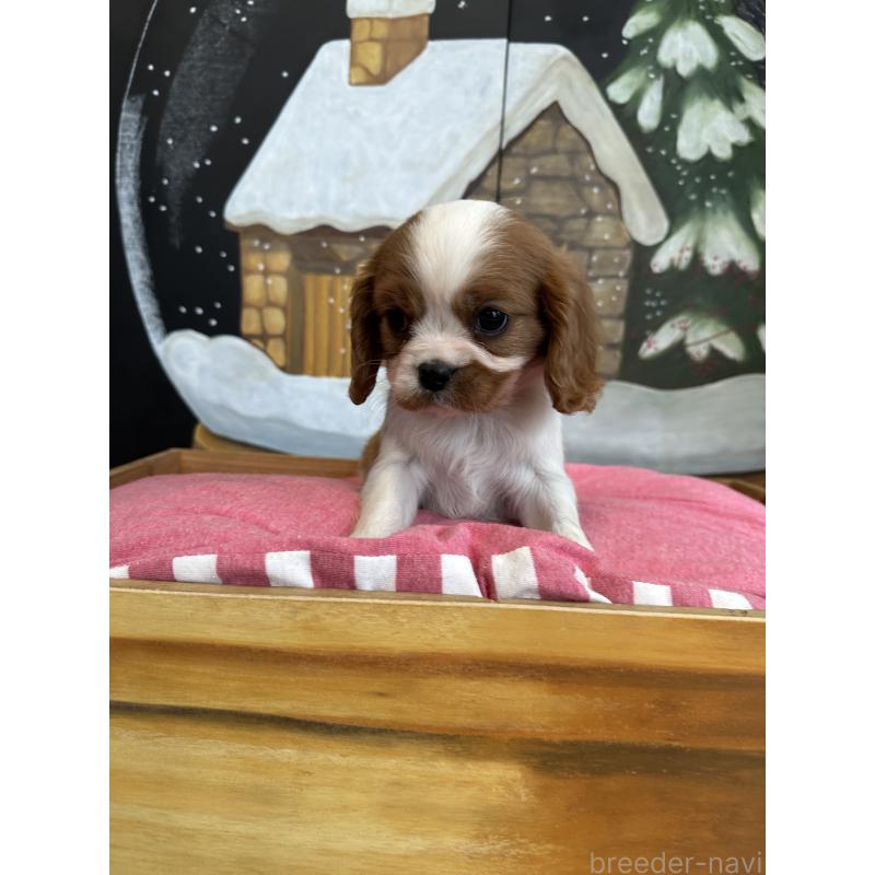 商談中の埼玉県のキャバリアキングチャールズスパニエル-437300の8枚目