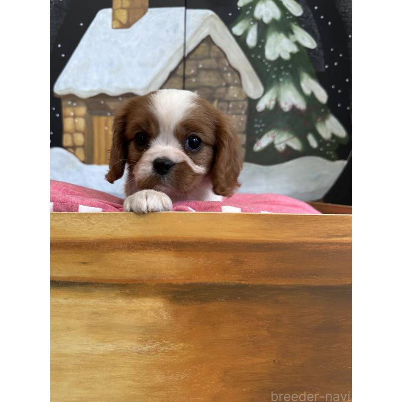 商談中の埼玉県のキャバリアキングチャールズスパニエル-437300の7枚目