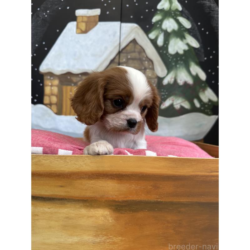 商談中の埼玉県のキャバリアキングチャールズスパニエル-437300の6枚目