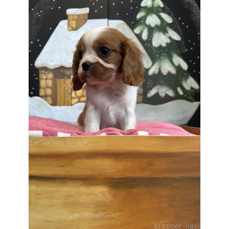 商談中の埼玉県のキャバリアキングチャールズスパニエル-437300の5枚目