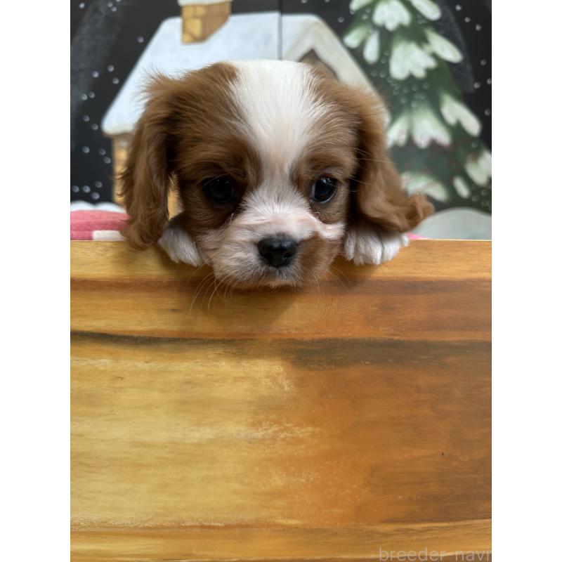 商談中の埼玉県のキャバリアキングチャールズスパニエル-437300の4枚目