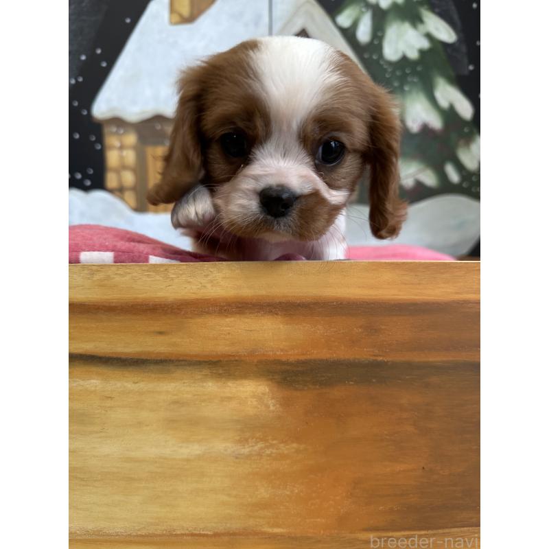 商談中の埼玉県のキャバリアキングチャールズスパニエル-437300の3枚目