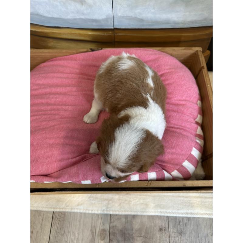 商談中の埼玉県のキャバリアキングチャールズスパニエル-437300の2枚目